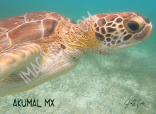 Digital Print - Sea Turtle from Side