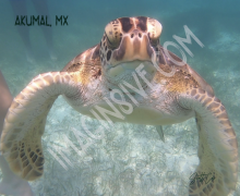 Digital Print - Sea Turtle Swimming up to the surface